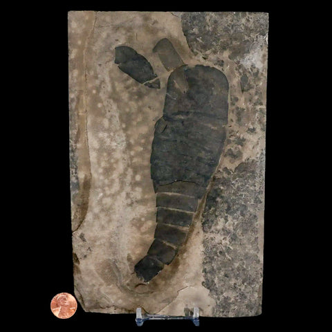 6.5" Eurypterus Sea Scorpion Fossil Eurypterid Silurian 420 Mil Yrs Old New York Stand - Fossil Age Minerals