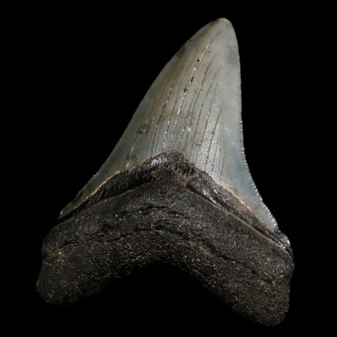 2.9" Quality Megalodon Shark Tooth Serrated Fossil Natural Miocene Age COA - Fossil Age Minerals