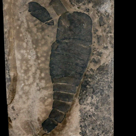 6.5" Eurypterus Sea Scorpion Fossil Eurypterid Silurian 420 Mil Yrs Old New York Stand