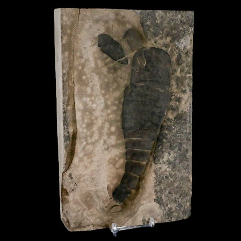 6.5" Eurypterus Sea Scorpion Fossil Eurypterid Silurian 420 Mil Yrs Old New York Stand - Fossil Age Minerals