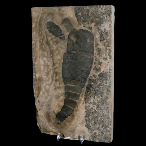 6.5" Eurypterus Sea Scorpion Fossil Eurypterid Silurian 420 Mil Yrs Old New York Stand - Fossil Age Minerals