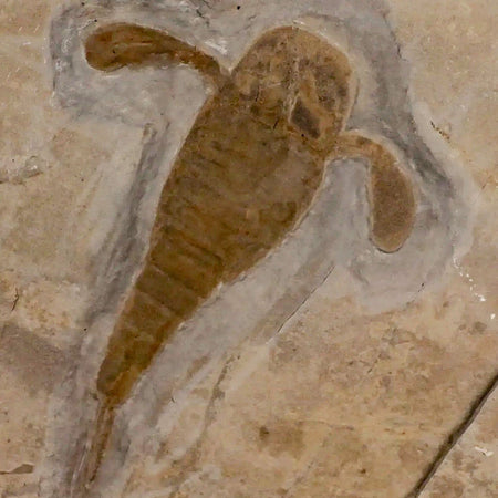 3.4" Eurypterus Sea Scorpion Fossil Eurypterid Silurian 420 Mil Yrs Old New York Stand