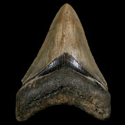 2.7" Quality Megalodon Shark Tooth Serrated Fossil Natural Miocene Age COA
