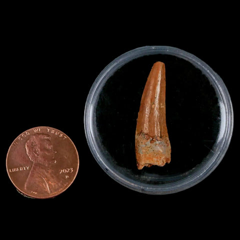 1.1" Spinosaurus Fossil Tooth 100 Mil Yrs Old Cretaceous Dinosaur COA & Display - Fossil Age Minerals