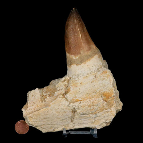 6.2" Mosasaur Prognathodon Fossil Jaw Tooth Cretaceous Dinosaur Era COA, Stand - Fossil Age Minerals