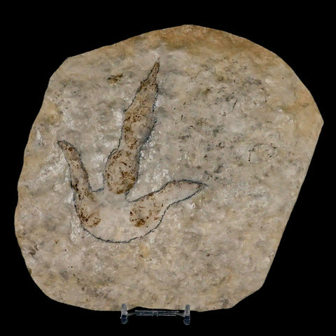 4.7" Grallator Variabilis Dinosaurs Tracks Foot Prints Jurassic Age France COA, Stand - Fossil Age Minerals