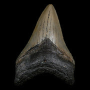 3.2" Quality Megalodon Shark Tooth Serrated Fossil Natural Miocene Age COA