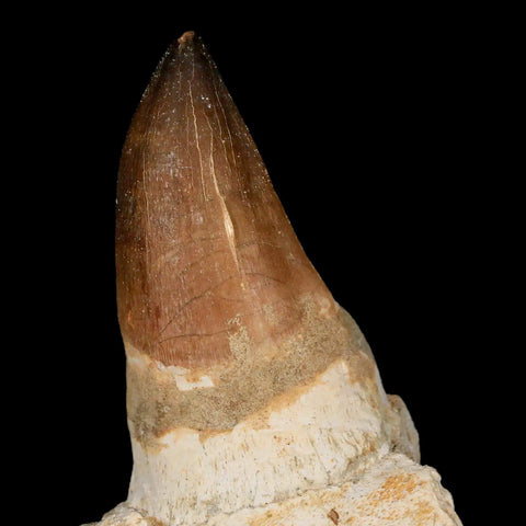 6.2" Mosasaur Prognathodon Fossil Jaw Tooth Cretaceous Dinosaur Era COA, Stand - Fossil Age Minerals