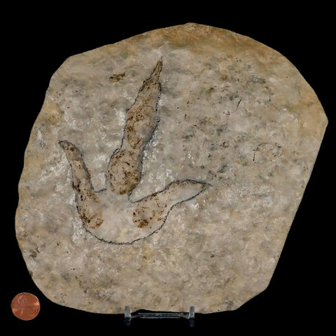 4.7" Grallator Variabilis Dinosaurs Tracks Foot Prints Jurassic Age France COA, Stand - Fossil Age Minerals