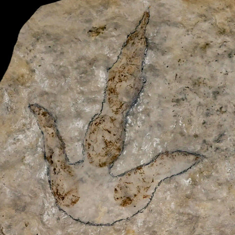 4.7" Grallator Variabilis Dinosaurs Tracks Foot Prints Jurassic Age France COA, Stand - Fossil Age Minerals