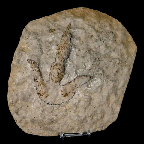 4.7" Grallator Variabilis Dinosaurs Tracks Foot Prints Jurassic Age France COA, Stand - Fossil Age Minerals