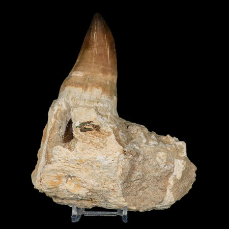 6.2" Mosasaur Prognathodon Fossil Jaw Tooth Cretaceous Dinosaur Era COA, Stand