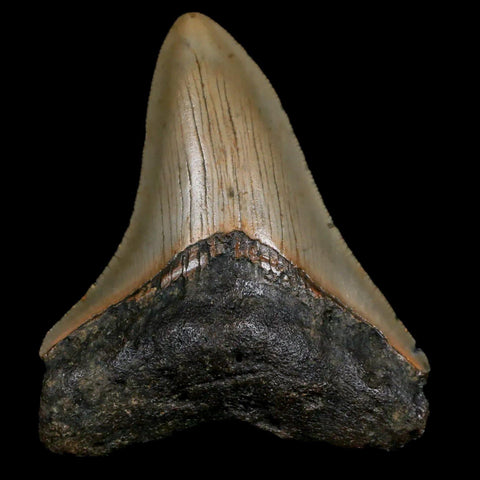 2.8" Quality Megalodon Shark Tooth Serrated Fossil Natural Miocene Age COA - Fossil Age Minerals