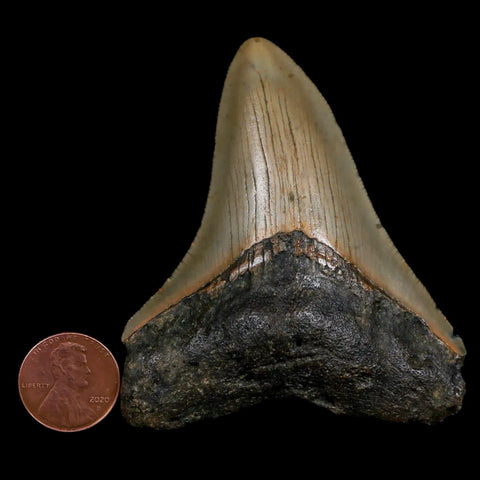 2.8" Quality Megalodon Shark Tooth Serrated Fossil Natural Miocene Age COA - Fossil Age Minerals