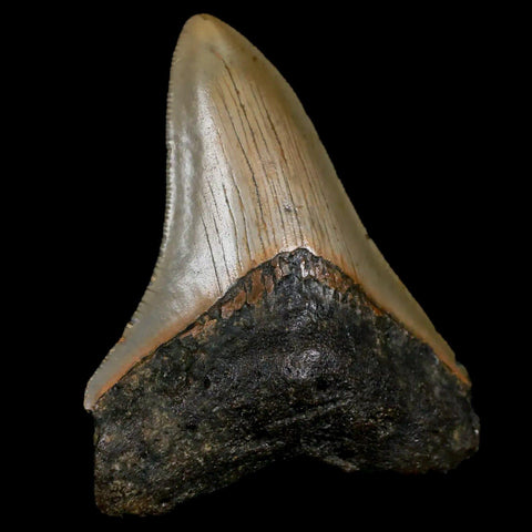 2.8" Quality Megalodon Shark Tooth Serrated Fossil Natural Miocene Age COA - Fossil Age Minerals