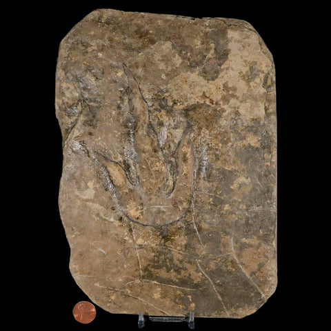 5.2" Grallator Variabilis Dinosaurs Tracks Foot Prints Jurassic Age France COA, Stand - Fossil Age Minerals