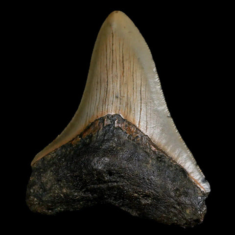 2.8" Quality Megalodon Shark Tooth Serrated Fossil Natural Miocene Age COA - Fossil Age Minerals