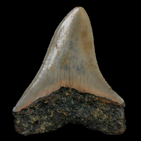 2.8" Quality Megalodon Shark Tooth Serrated Fossil Natural Miocene Age COA - Fossil Age Minerals