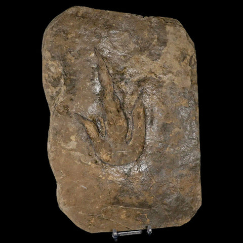 5.2" Grallator Variabilis Dinosaurs Tracks Foot Prints Jurassic Age France COA, Stand - Fossil Age Minerals