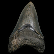 3.3" Quality Megalodon Shark Tooth Serrated Fossil Natural Miocene Age COA