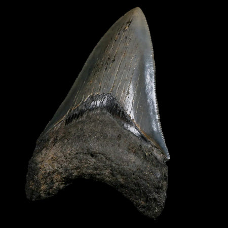 3.3" Quality Megalodon Shark Tooth Serrated Fossil Natural Miocene Age COA