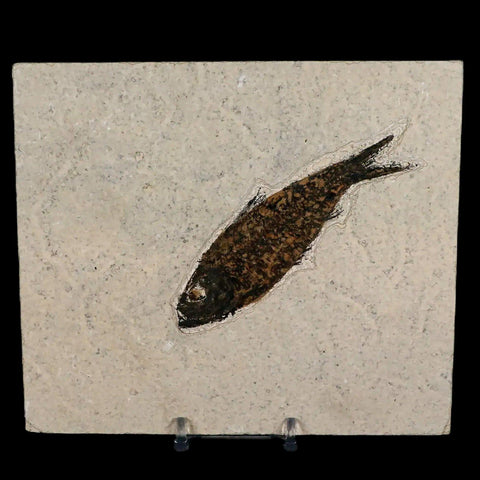 XL 4" Knightia Eocaena Fossil Fish Green River FM WY Eocene Age COA & Stand - Fossil Age Minerals