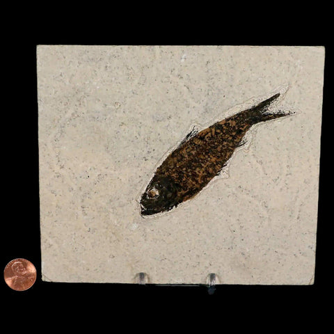 XL 4" Knightia Eocaena Fossil Fish Green River FM WY Eocene Age COA & Stand - Fossil Age Minerals