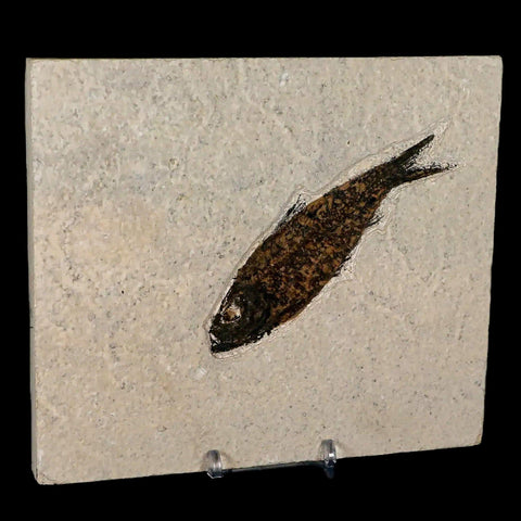 XL 4" Knightia Eocaena Fossil Fish Green River FM WY Eocene Age COA & Stand - Fossil Age Minerals