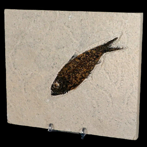 XL 4" Knightia Eocaena Fossil Fish Green River FM WY Eocene Age COA & Stand - Fossil Age Minerals