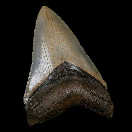 3.7" Quality Megalodon Shark Tooth Serrated Fossil Natural Miocene Age COA