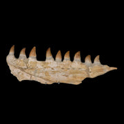 13.4" Mosasaur Prognathodon Fossil Jaw Teeth Cretaceous Dinosaur Era COA, Stand