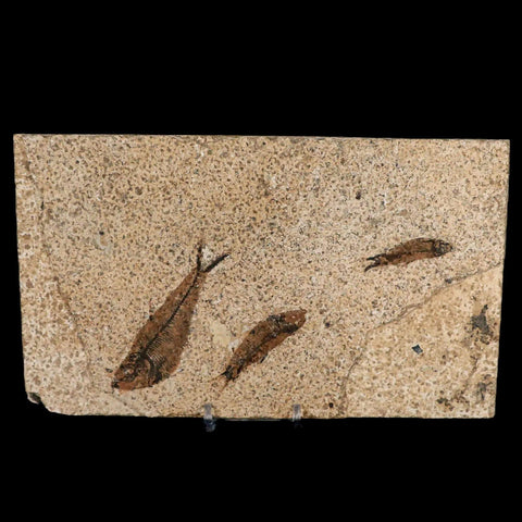 3" Three Diplomystus And Knightia Fossil Fish Green River FM WY Eocene Age COA - Fossil Age Minerals