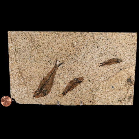 3" Three Diplomystus And Knightia Fossil Fish Green River FM WY Eocene Age COA - Fossil Age Minerals