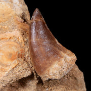 1.6" Mosasaur Prognathodon Fossil Tooth In Matrix Cretaceous Dinosaur Era COA