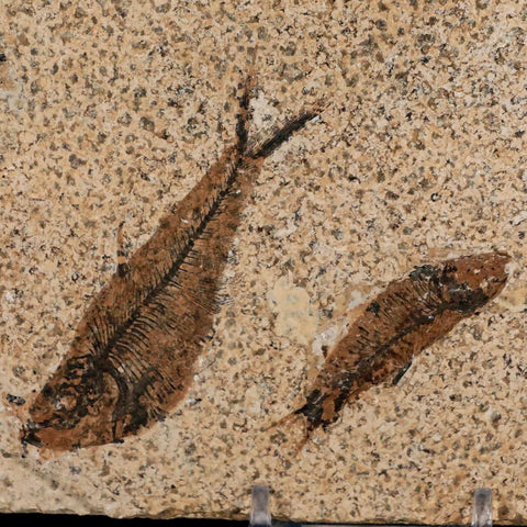 3" Three Diplomystus And Knightia Fossil Fish Green River FM WY Eocene Age COA - Fossil Age Minerals