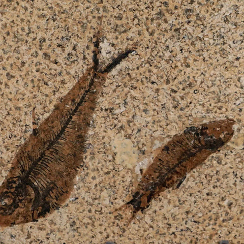 3" Three Diplomystus And Knightia Fossil Fish Green River FM WY Eocene Age COA - Fossil Age Minerals