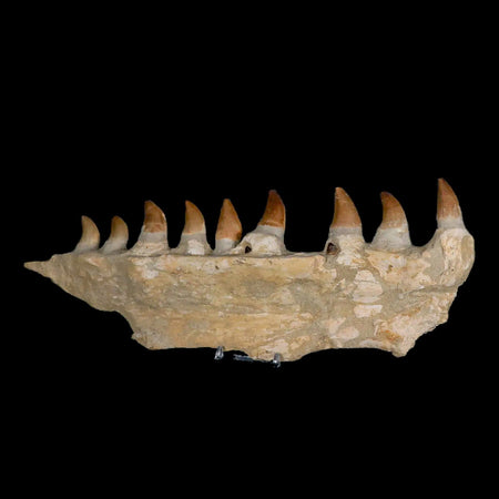 13.4" Mosasaur Prognathodon Fossil Jaw Teeth Cretaceous Dinosaur Era COA, Stand