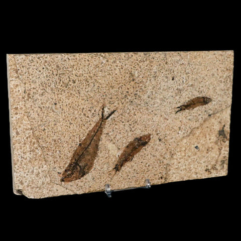 3" Three Diplomystus And Knightia Fossil Fish Green River FM WY Eocene Age COA - Fossil Age Minerals