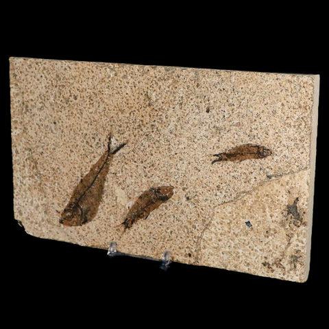 3" Three Diplomystus And Knightia Fossil Fish Green River FM WY Eocene Age COA - Fossil Age Minerals