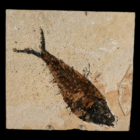 XL 6.2" Diplomystus Dentatus Fossil Fish Green River FM WY Eocene Age COA, Stand - Fossil Age Minerals