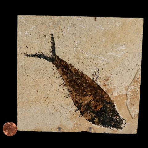 XL 6.2" Diplomystus Dentatus Fossil Fish Green River FM WY Eocene Age COA, Stand - Fossil Age Minerals