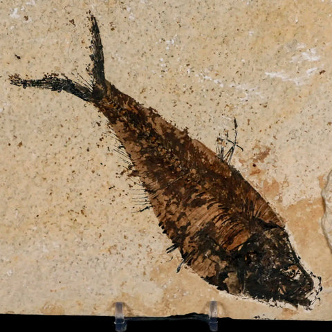 XL 6.2" Diplomystus Dentatus Fossil Fish Green River FM WY Eocene Age COA, Stand - Fossil Age Minerals