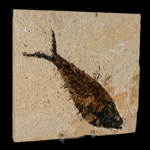 XL 6.2" Diplomystus Dentatus Fossil Fish Green River FM WY Eocene Age COA, Stand - Fossil Age Minerals