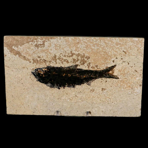 XL 4.5" Knightia Eocaena Fossil Fish Green River FM WY Eocene Age COA & Stand - Fossil Age Minerals