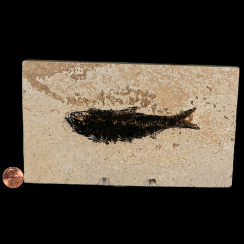 XL 4.5" Knightia Eocaena Fossil Fish Green River FM WY Eocene Age COA & Stand - Fossil Age Minerals