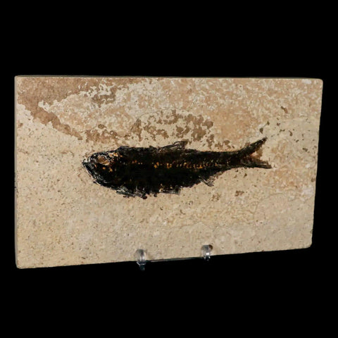 XL 4.5" Knightia Eocaena Fossil Fish Green River FM WY Eocene Age COA & Stand - Fossil Age Minerals