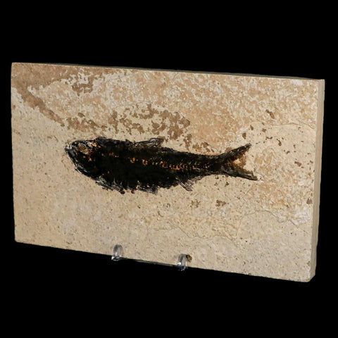 XL 4.5" Knightia Eocaena Fossil Fish Green River FM WY Eocene Age COA & Stand - Fossil Age Minerals