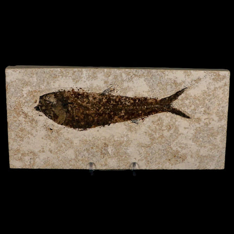 XXL 5.6" Knightia Eocaena Fossil Fish Green River FM WY Eocene Age COA & Stand - Fossil Age Minerals