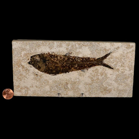 XXL 5.6" Knightia Eocaena Fossil Fish Green River FM WY Eocene Age COA & Stand - Fossil Age Minerals