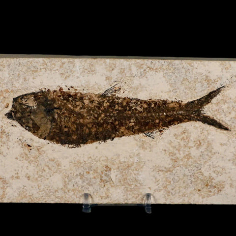 XXL 5.6" Knightia Eocaena Fossil Fish Green River FM WY Eocene Age COA & Stand - Fossil Age Minerals